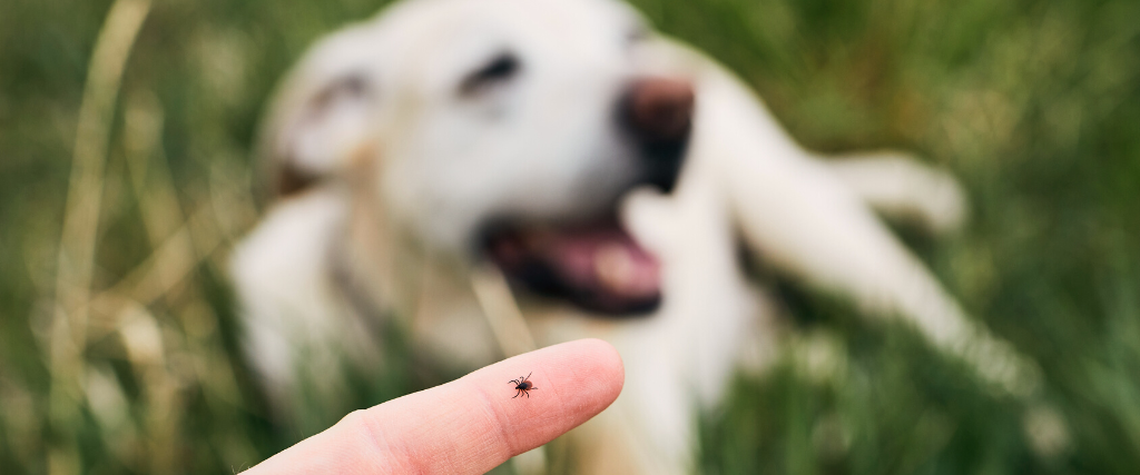 Dog outside with tick