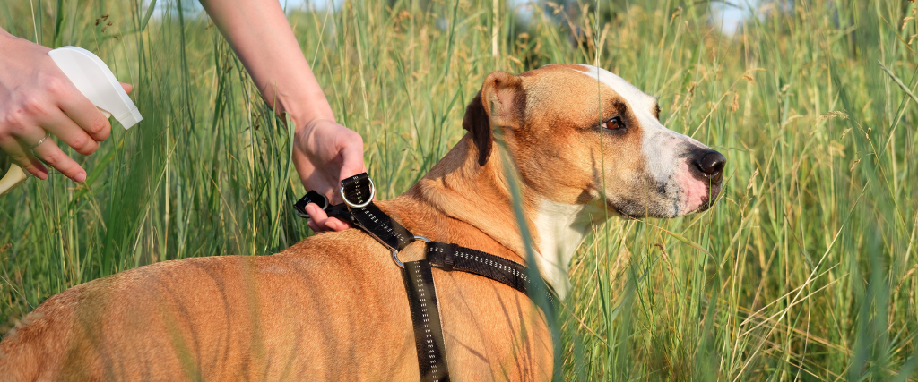 Dog outside with tick spray