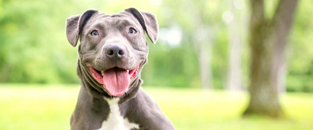 Smiling dog