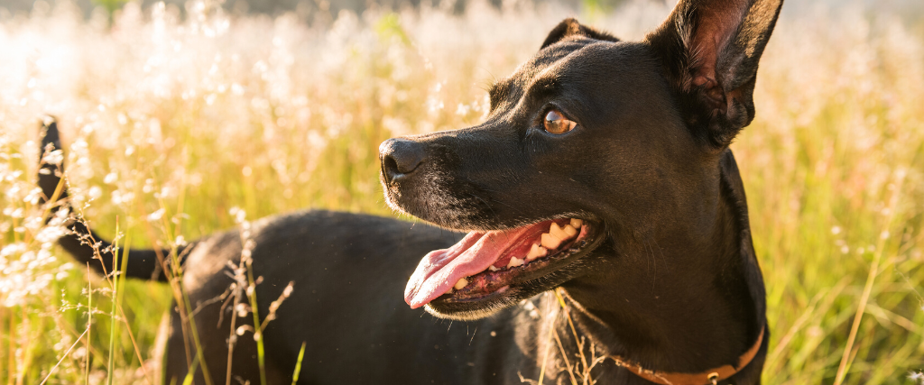 Black mutt dog with a blur natal grass background in the sunset