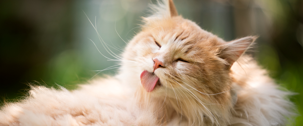 Cat licking and grooming