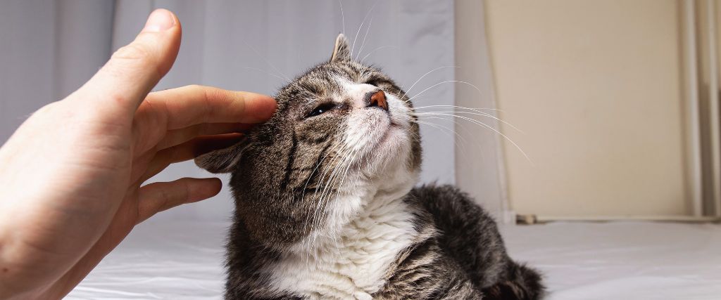 Senior cat being pet by owner.