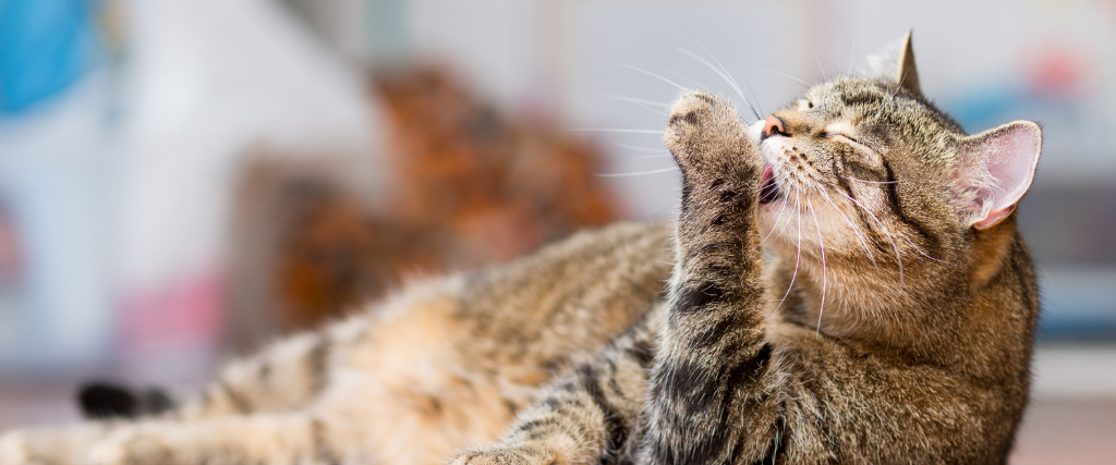 Cat grooming itself with tongue.