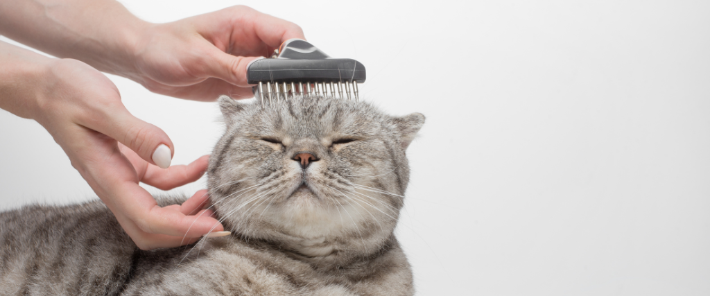 Cat being groomed by owner.