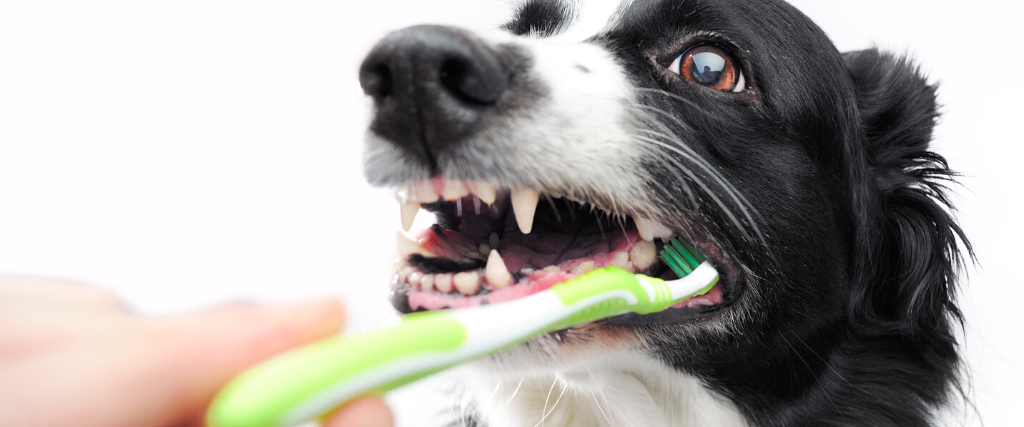 Teeth brushing dog
