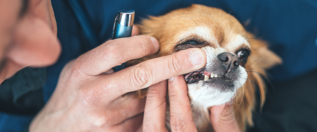 Vet examining chihuahua dog's teeth