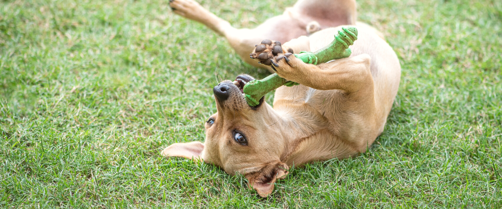 A small mixed-breed tan-coloured terrier-type dog plays with its rubber bone on the green lawn.