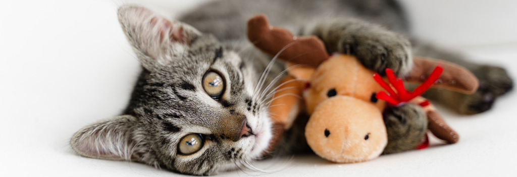 Cat with reindeer toy for holiday