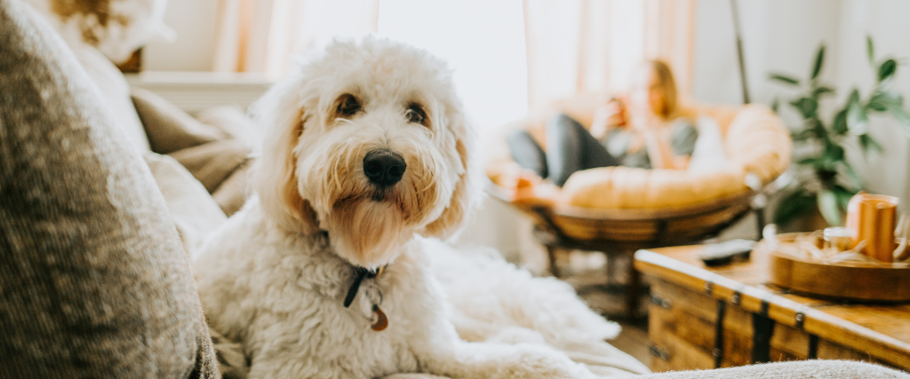 Woman and her dog at home