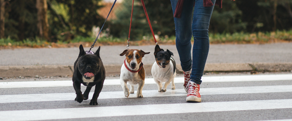 Dog walker crossing a street with dogs.