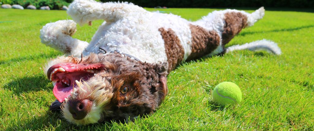 Doodle playing in grass with tennis ball.