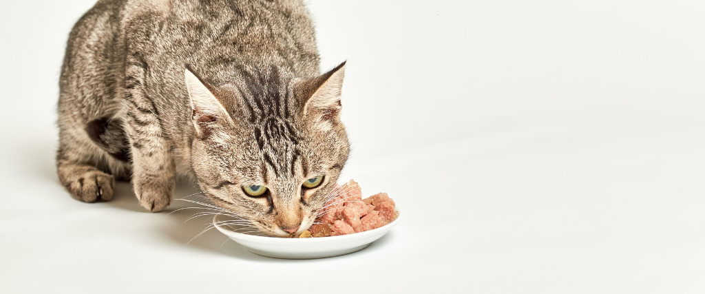 tabby grey cat eats wet cat food and licks its mouth.