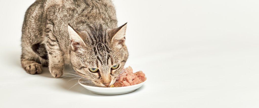 Help My Cat is a Picky Eater How to Know if Your Pet is Getting