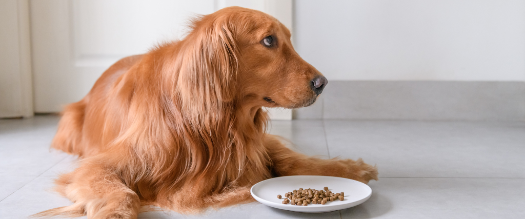The golden retriever is eating dog food.