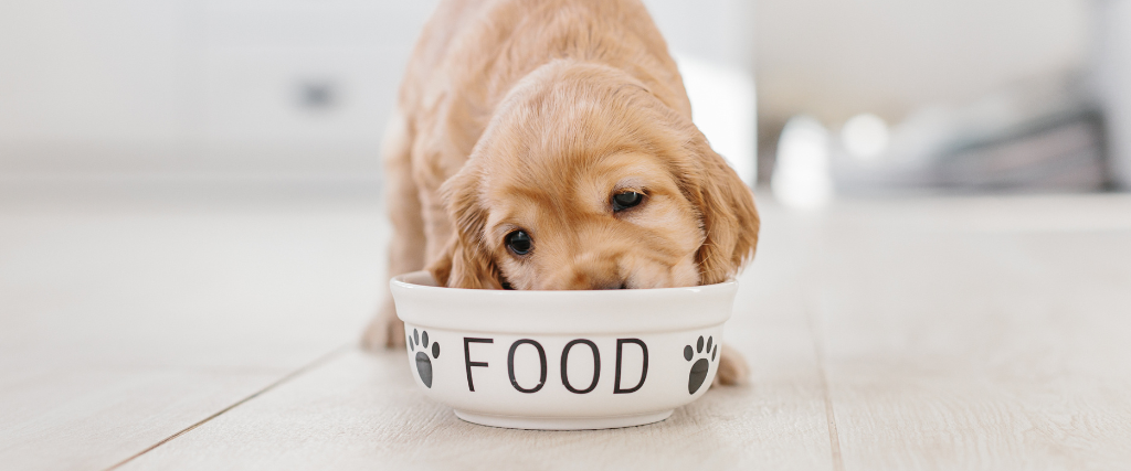 English cocker spaniel puppy eating dog food