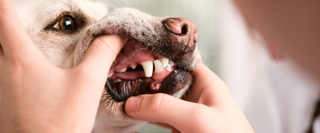 Tips For Feeding A Dog Without Teeth