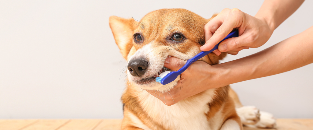 Corgi brushing teeth