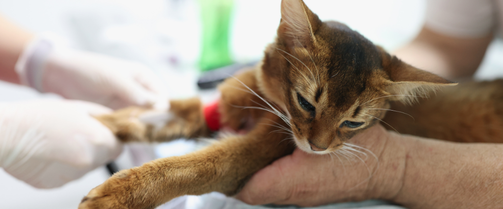 Owner holds domestic cat while veterinarian takes blood for test.