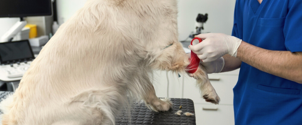 male veterinarian taking blood sample 