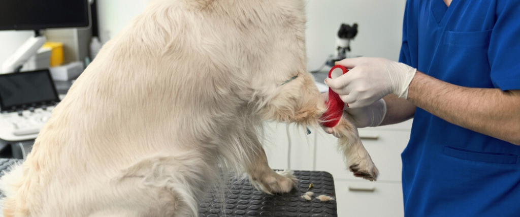 Blood Tests - Understanding Your Pet's Blood Work