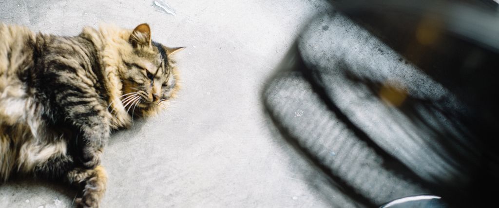 Cat laying on floor.