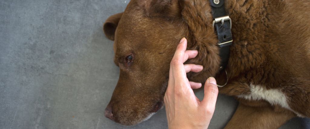 Chocolate lab laying on floor with owner.