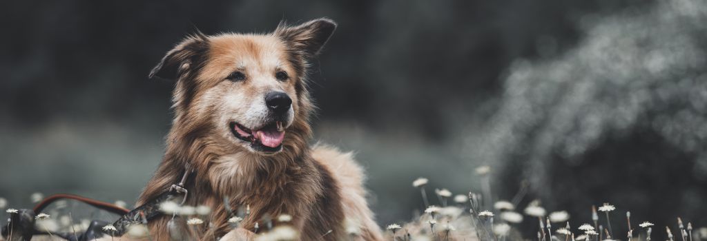 Adopted senior dog in meadow.