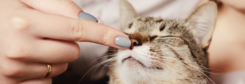 Adopted senior cat getting a boop on nose.