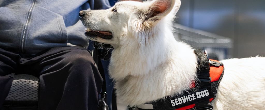 White service dog next to wheelchair.