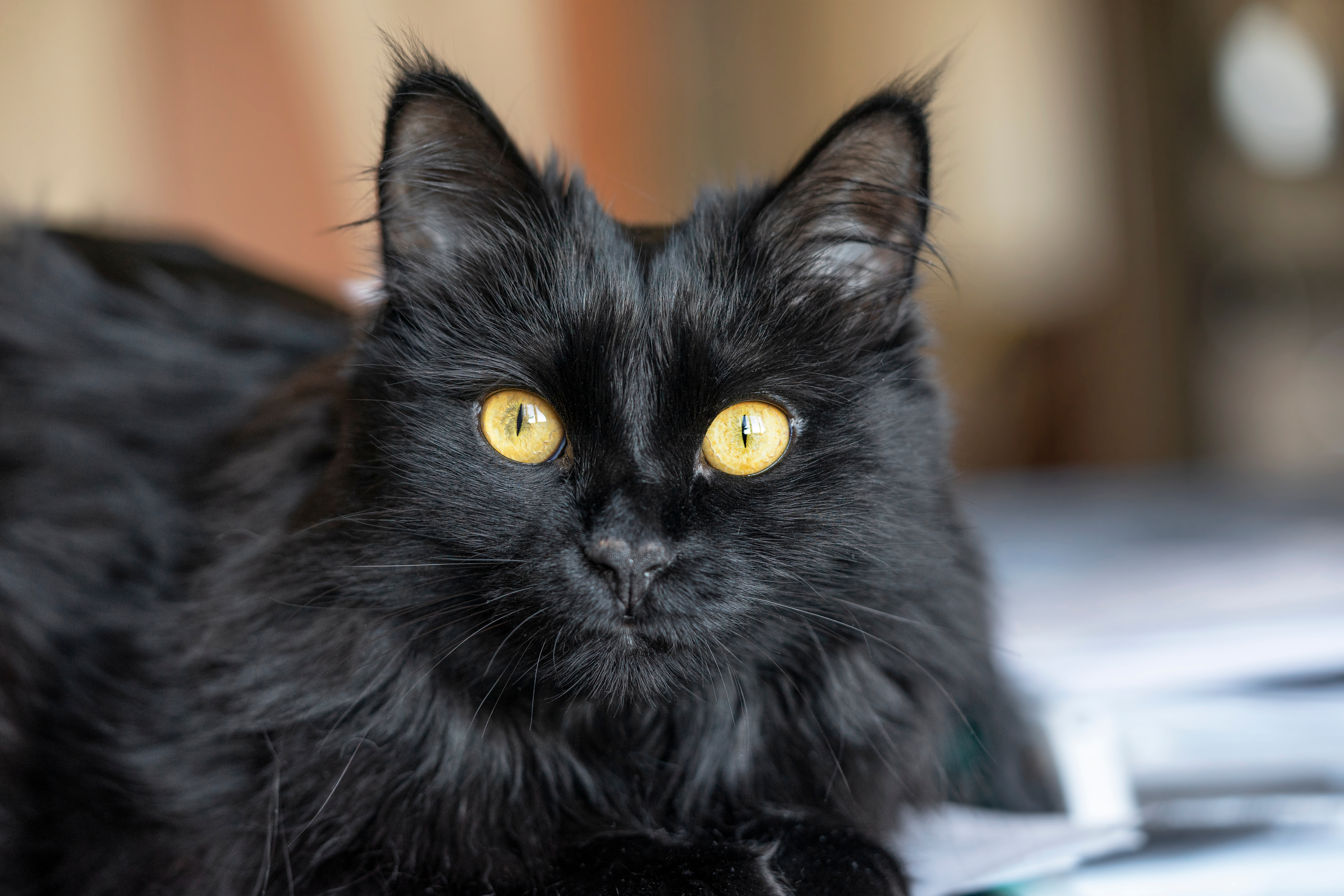 Black cat looking at camera. 