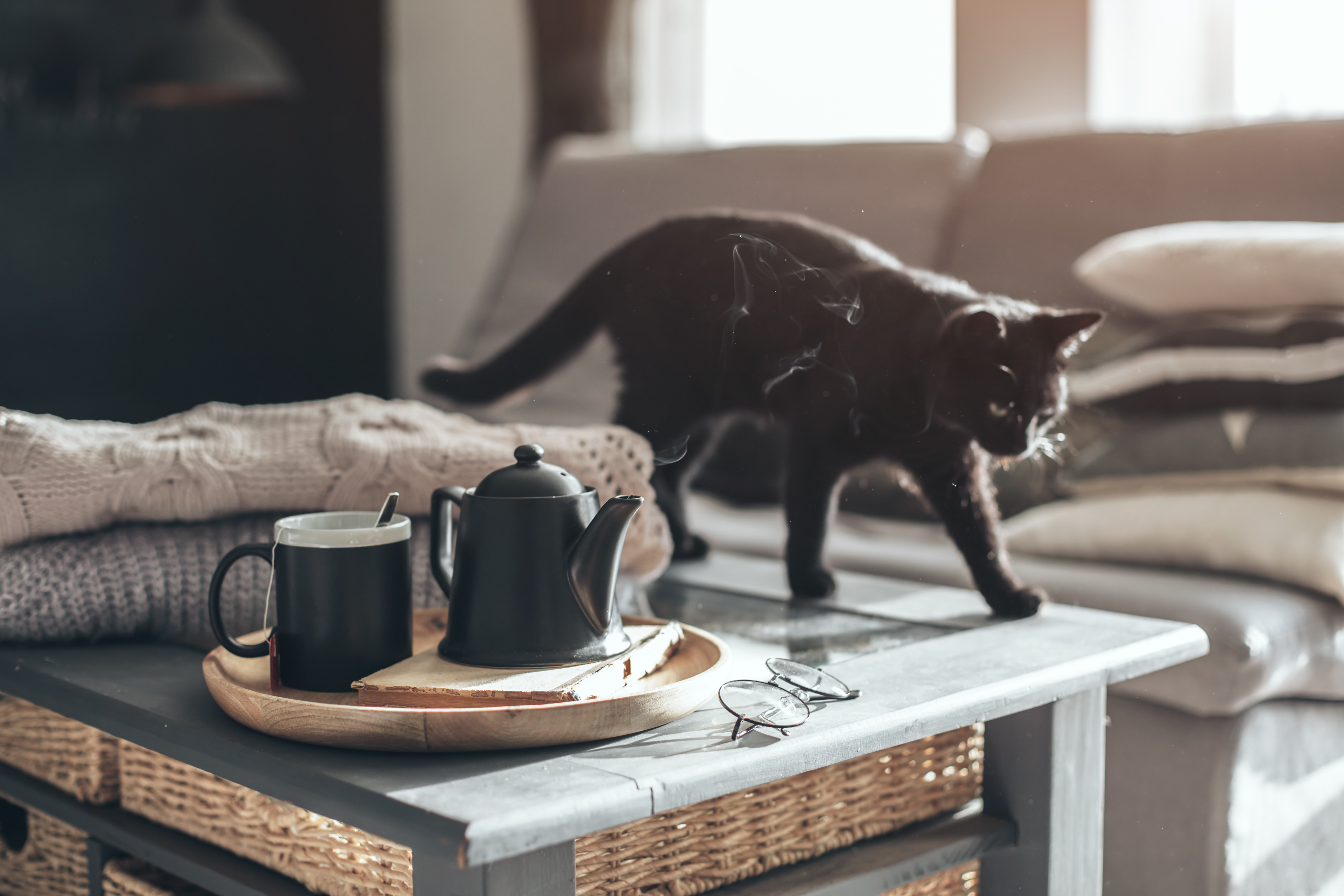 Black cat looking at camera. 