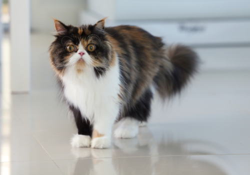 Calico cat with mustache.