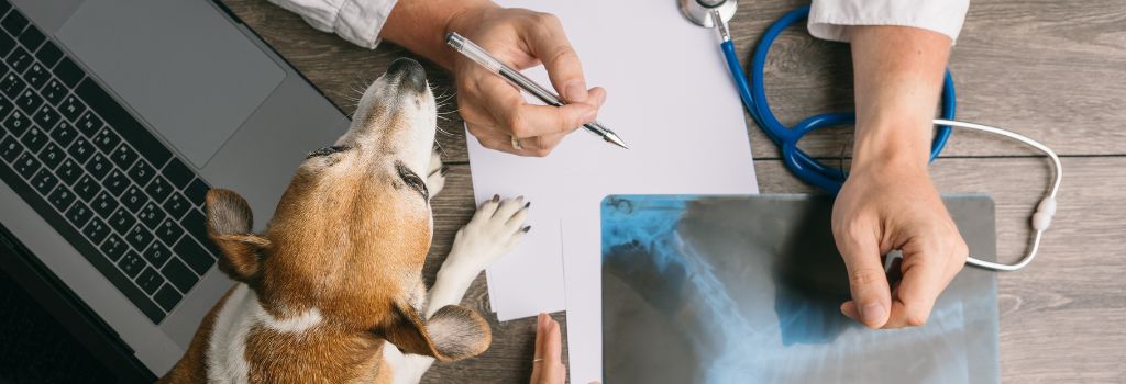 Jack Russel Terrier on veterinarian desk.