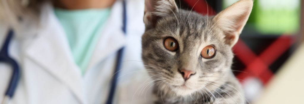 Senior cat with doctor.