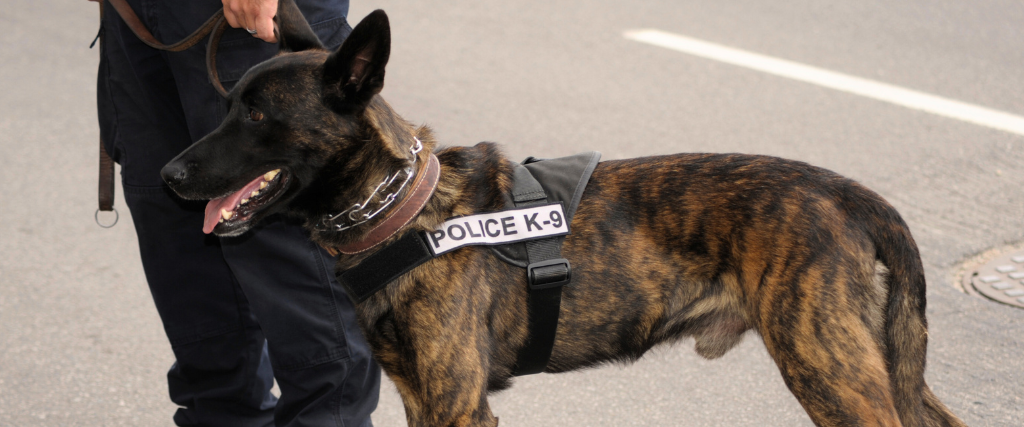 K-9 Police Dog and Officer