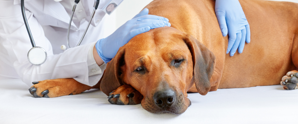 Sick dog visiting veterinarian