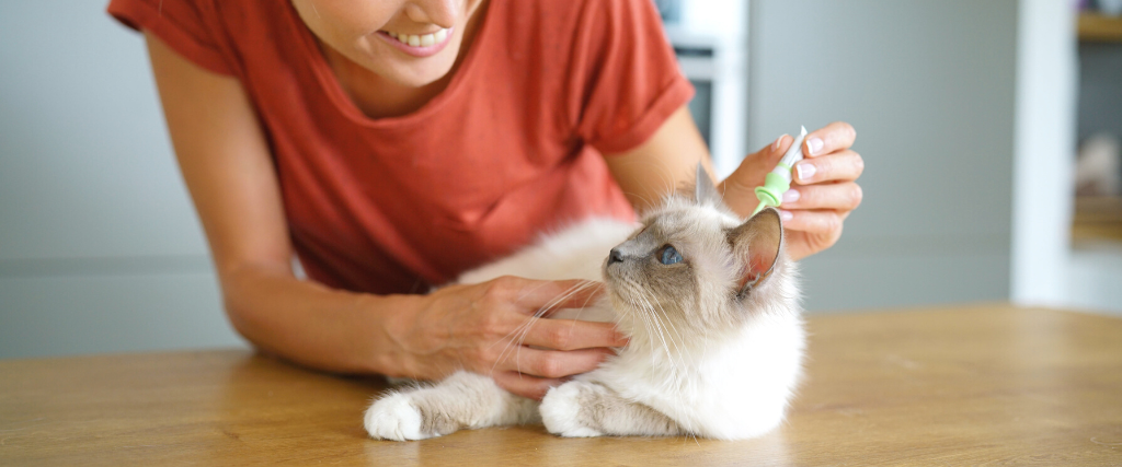 Woman giving cat flea medication.