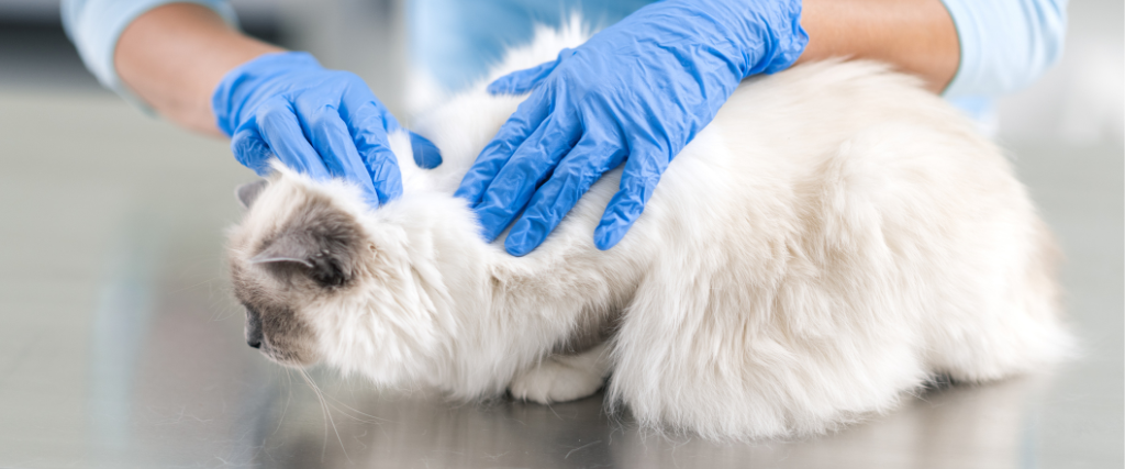 Veterinarian inspecting cat.