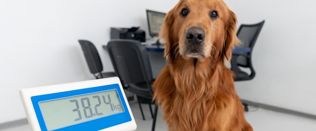 Golden retriever being weighed at a veterinarian office.
