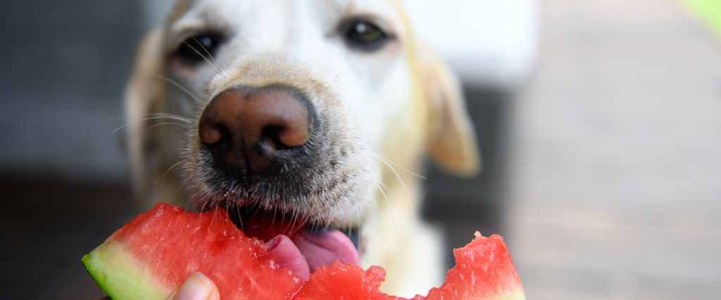 Yellow lab eating watermelon.