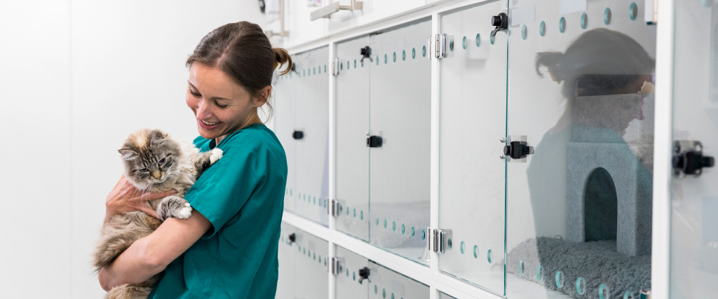 Cat at vet preparing for surgery