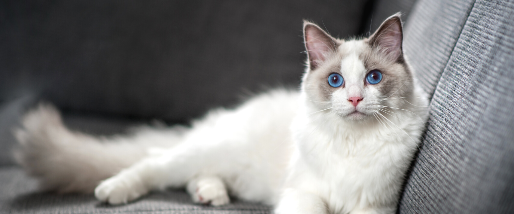 21 Most Popular Cat Breeds in the U.S. in 2022 - Parade Pets