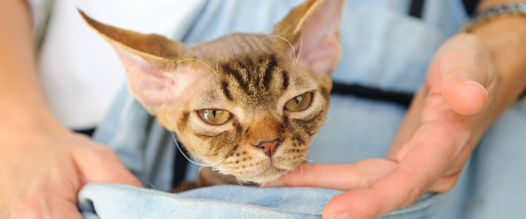 Devon rex cat.