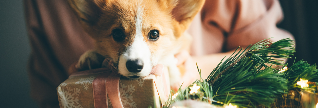 Corgi with owner and holiday presents.