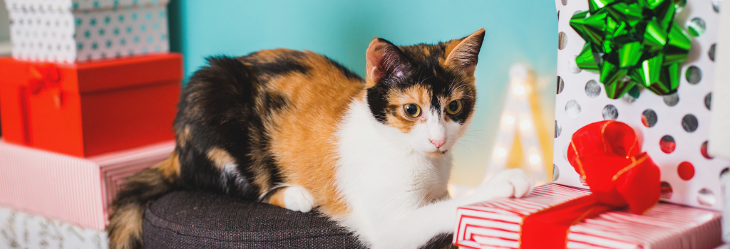 Cat sitting on holiday presents.