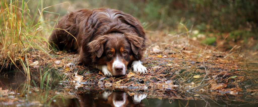 Australian Shepherd dog next to pond in the woods