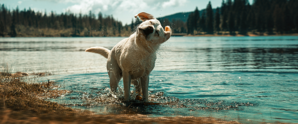 Labrador Retriever Dog Puppy taking a bath and shaking off water in front of beautiful mountain lake