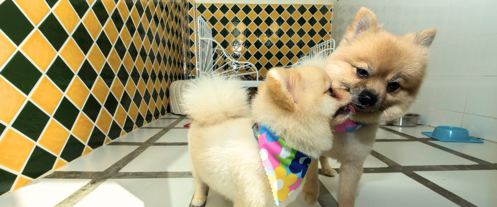 Two pomeranian dogs at pet boarding kennel.