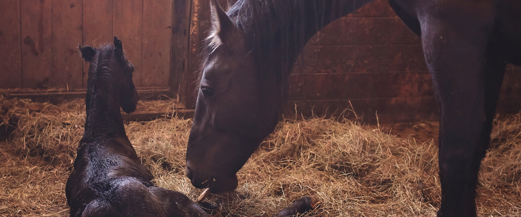 Newborn Friesian Foal