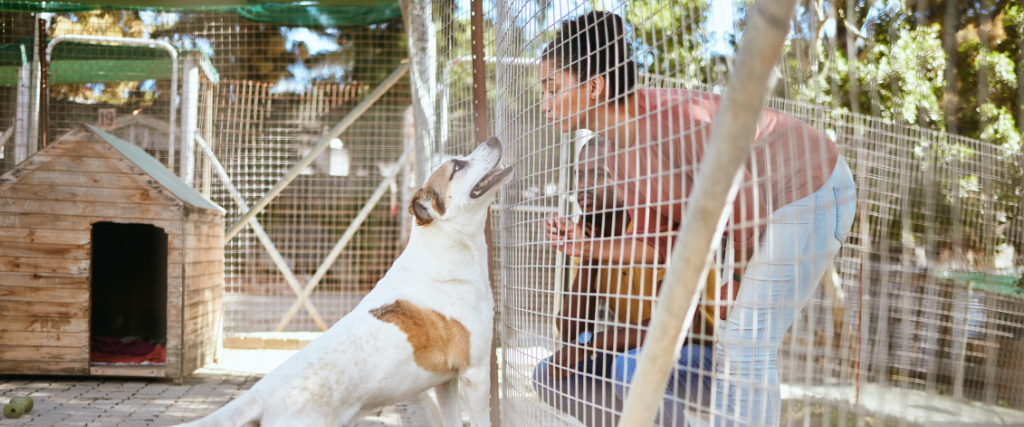 Dog outside at boarding facility.